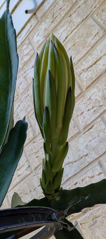 Buds about to open